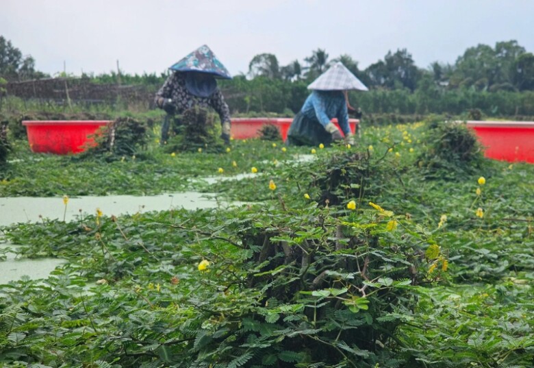 Người dân thu hoạch rau rút sau hơn một tháng chăm sóc (Ảnh minh hoạ)