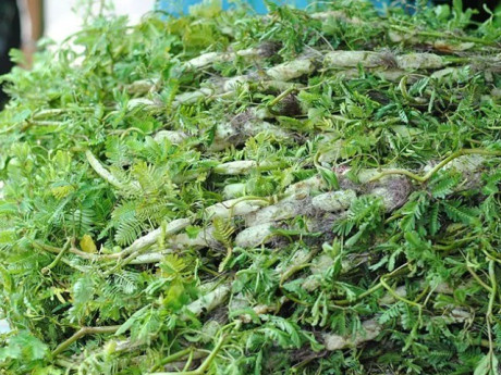 Cây rau dại mọc ở bờ mương, người dân miền Tây trồng một tháng rồi hái bán quanh năm, cải thiện thu nhập