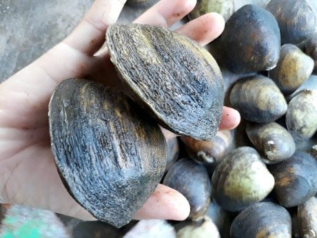Nuôi loài đặc sản có tên lạ, chỉ ăn phù sa và sinh vật phù du, người dân vùng sông nước vươn lên làm giàu