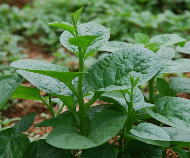 Ruộng mồng tơi xanh tốt, được người dân trồng chuyên canh để phát triển kinh tế gia đình - Ảnh minh hoạ 