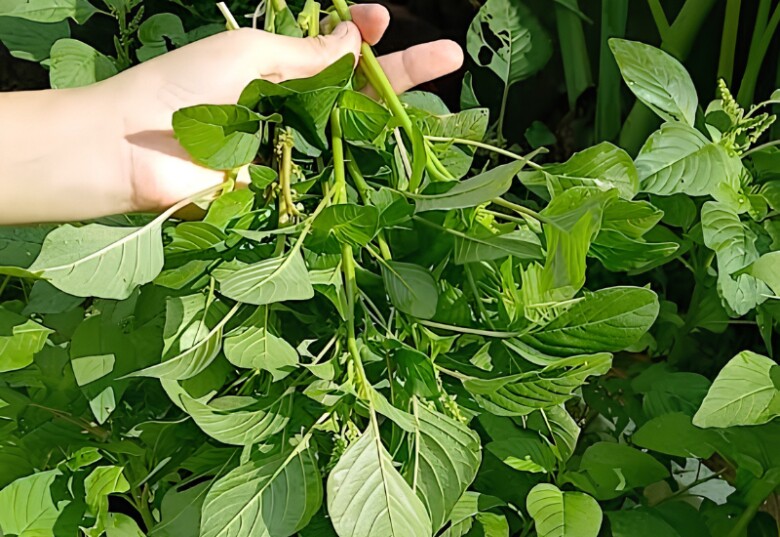 Người dân thu hoạch rau dền, phân loại rồi đem đi tiêu thụ - Ảnh minh hoạ 