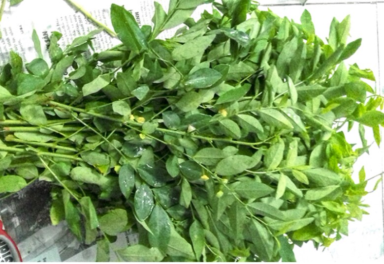 Rau ngót sau thu hoạch được bó hoặc đóng thành từng phần để đưa ra chợ bán cho thương lái (Ảnh minh hoạ)
