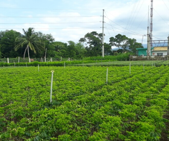 Vườn rau ngót được trồng thành từng luống, cây xanh tốt, nhiều chồi non chuẩn bị cho thu hoạch (Ảnh minh hoạ)