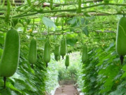 Tin tức - Nghề lạ ở Việt Nam: Trồng loại quả giải nhiệt mùa hè, sau 2 tháng cho thu hoạch, hoa lá hái ra tiền giúp người dân làm giàu
