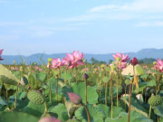 Trồng loại cây xưa mọc dại khắp nơi, giờ hoa nở là hái ra tiền, 90 ngày cho thu hoạch giúp nông dân làm giàu