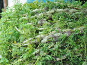 Tiêu dùng - Cây rau dại mọc ở bờ mương, người dân miền Tây trồng một tháng rồi hái bán quanh năm, cải thiện thu nhập