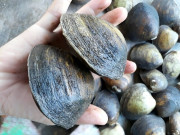 Tiêu dùng - Nuôi loài đặc sản có tên lạ, chỉ ăn phù sa và sinh vật phù du, người dân vùng sông nước vươn lên làm giàu