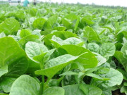 Loại rau lớn nhanh như thổi, giàu dưỡng chất, trồng một lần thu hoạch nhiều đợt giúp nông dân đổi đời