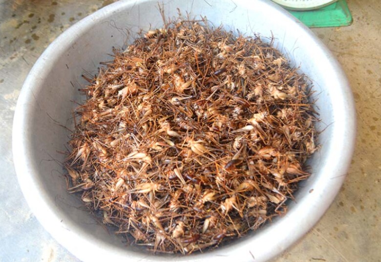 Dế rừng sau khi bắt mang về sẽ được phân loại trước khi bán ra ngoài thị trường (Ảnh minh hoạ)