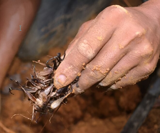 Người dân tranh thủ vào rừng tìm bắt loài “lộc trời” để cải thiện thu nhập (Ảnh minh hoạ)