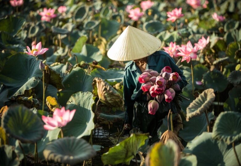  Người dân đang thu hoạch hoa sen (Ảnh minh hoạ) 