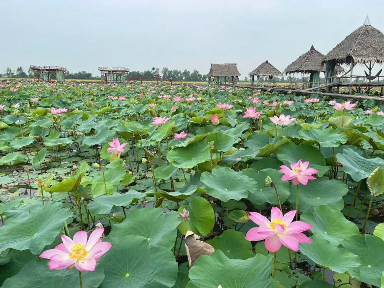 Cánh đồng sen đang vào mùa nở rộ (Ảnh minh hoạ) 