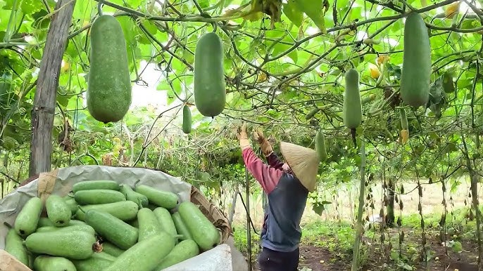 Người dân thu hoạch bí đao trên ruộng hoặc giàn bí (Ảnh minh hoạ) 