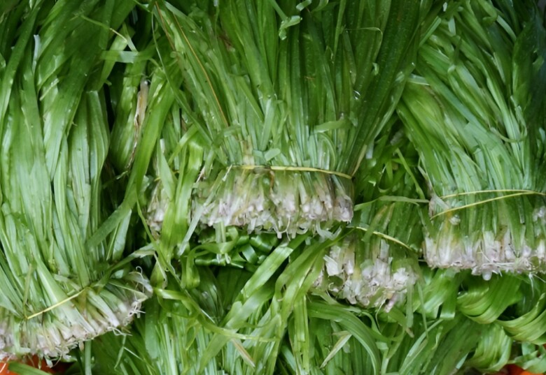 Người dân cắt hẹ nước và bó thành từng mớ ngay tại ruộng (Ảnh minh hoạ)