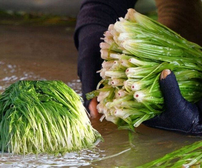  Hẹ nước xanh mướt ở miền Tây trở thành loại đặc sản được nhiều người yêu thích (Ảnh minh hoạ)