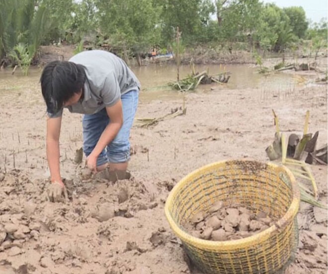 Người dân thu hoạch vọp ở vùng rừng ngập mặn (Ảnh minh hoạ)