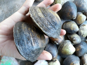 Nuôi loài đặc sản có tên lạ, chỉ ăn phù sa và sinh vật phù du, người dân vùng sông nước vươn lên làm giàu
