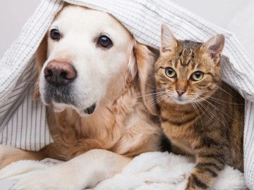 12 loài vật có tính cách khác nhau nhưng vô cùng dễ thương, được nhiều bạn trẻ yêu thích lựa chọn làm thú cưng