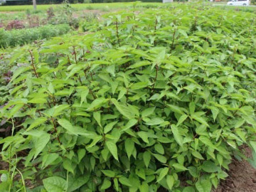 Loại rau lớn nhanh như thổi, giàu dưỡng chất, trồng một lần thu hoạch nhiều đợt giúp nông dân đổi đời