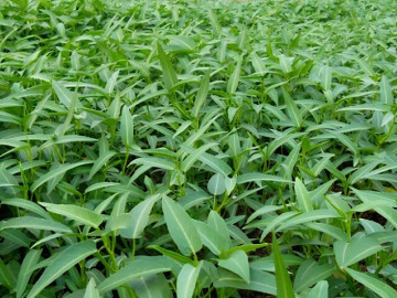 Loại rau lớn nhanh như thổi, giàu dưỡng chất, trồng một lần thu hoạch nhiều đợt giúp nông dân đổi đời