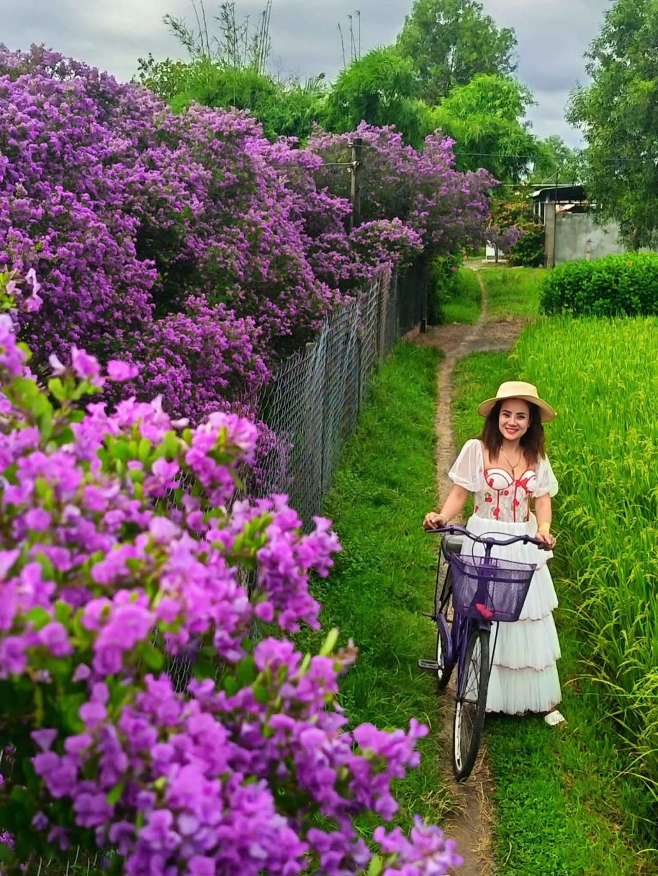 Vườn hoa tím 1.000m2 nở rộ ở Tây Ninh, chủ vườn mời khách amp;#34;thưởng hoaamp;#34; miễn phí - 1