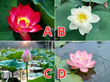 Trắc nghiệm: Vận may nào sắp đến với mẹ bầu trong thời gian tới?