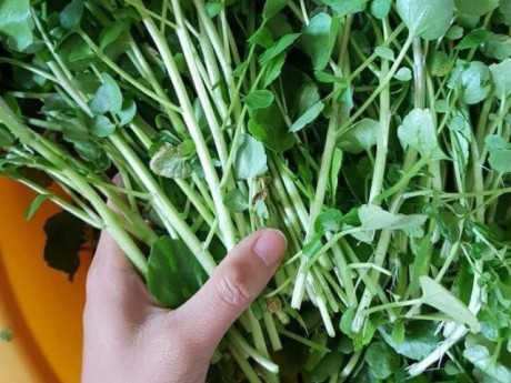 Loại rau "đại bổ" trồng một lần ăn 10 năm, có chứa nhiều omega-3 rất tốt cho trẻ