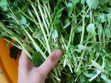 Loại rau đại bổ trồng một lần ăn 10 năm, có chứa nhiều omega-3 rất tốt cho trẻ