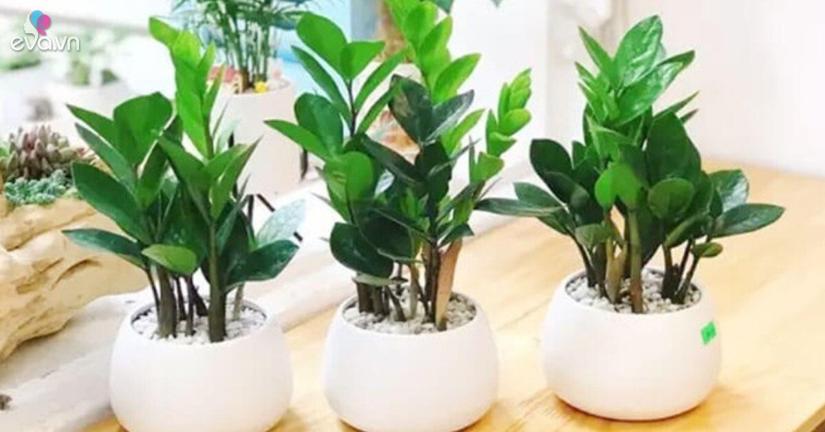 Cảnh báo các loại cây phong thủy hút tài lộc gây độc cho trẻ nhỏ