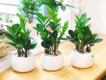 Sức khỏe - Loại cây nhiều gia đình trồng trong nhà nhằm hút tài lộc, nhưng rất nguy hiểm với sức khỏe nhất là trẻ nhỏ