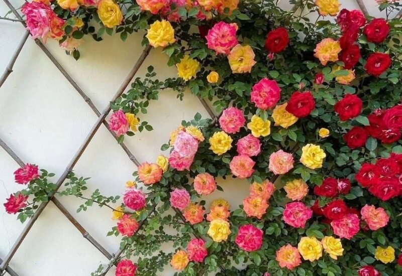1. Hoa hồng leo được yêu thích nhờ khả năng sinh trưởng mạnh và cho hoa vô cùng ấn tượng. Tháng 7 là thời điểm thích hợp để trồng vì cây nhanh bén rễ, phát triển cành lá mạnh trong mùa hè và đến mùa thu sẽ phủ kín giàn hoặc tường rào bằng những chùm hoa dày đặc. 