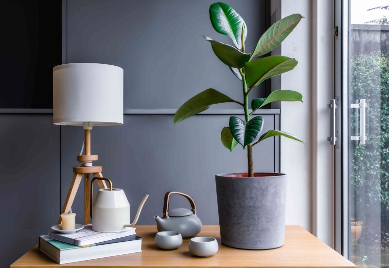 Đa búp đỏ có những chiếc lá to, dày, phủ lớp sáp bóng tự nhiên, giúp giữ lại bụi mịn và bụi lơ lửng trong không khí. Cây còn hỗ trợ hấp thụ một số hợp chất hữu cơ dễ bay hơi, góp phần cải thiện chất lượng không khí trong nhà.
