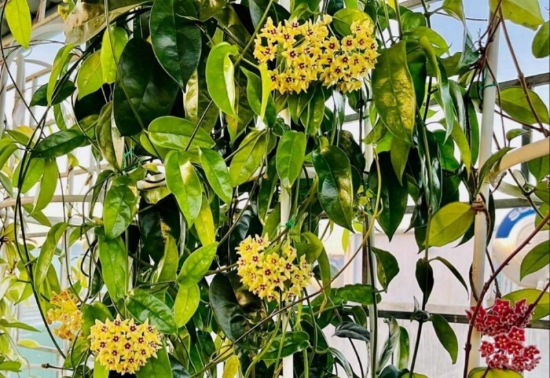 1. Lan cẩm cù nổi bật với những chùm hoa hình cầu nhỏ xinh, hương thơm dịu và nở rộ vào mùa hè. Khi trồng trong chậu treo ở ban công hoặc cửa sổ, các dây leo sẽ buông rủ mềm mại, tạo nên những dải "rèm hoa" lãng mạn.