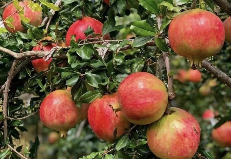 1. Cây lựu nổi bật với tán lá xanh, hoa đỏ rực và những chùm quả sai trĩu, hạt đỏ như ngọc. Trong quan niệm phong thủy, lựu tượng trưng cho con cháu đông đúc, gia đình hưng thịnh và may mắn. 