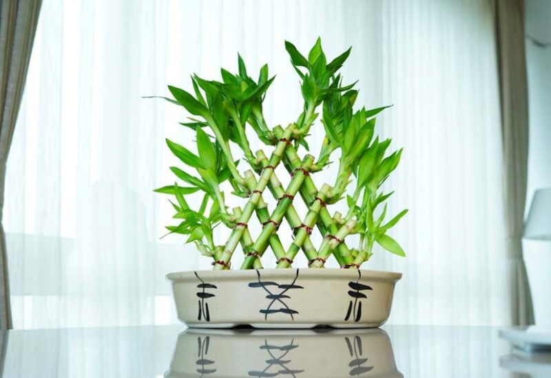 1. Trúc phát tài được nhiều người yêu thích bởi thân cây thẳng, chia thành nhiều đốt, xanh tốt quanh năm và tên gọi gợi đến sự phát triển, may mắn. Trong phong thủy, hình dáng vươn lên của cây tượng trưng cho ý chí, sự hanh thông và nguồn năng lượng tích cực. 
