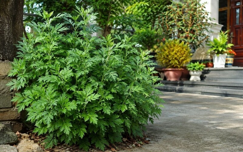 1. Ngải cứu là loại cây thân thảo quen thuộc, lá màu xanh bạc, có mùi thơm đặc trưng và khá dễ chăm sóc. Trong phong thủy, ngải cứu mang tính ấm, được xem là loại cây có khả năng xua đi khí lạnh, năng lượng không tốt và giúp không gian sống thêm ấm cúng.