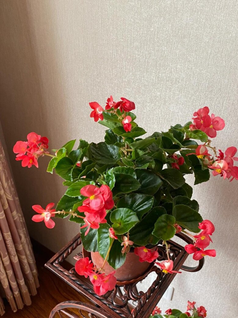 6 loài hoa nở quanh năm như amp;#34;máy đẻ hoaamp;#34;, càng nhiều hoa càng vượng khí, lộc lá đầy sân - 2