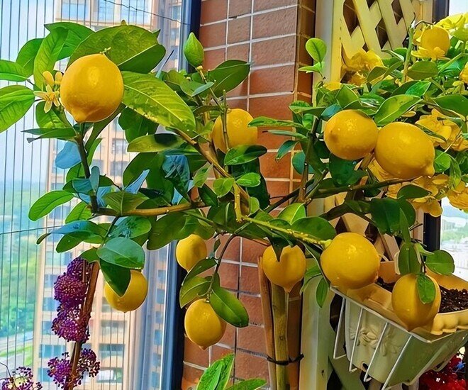 3 cây cảnh đổi vận, trồng trong vườn chiêu tài dẫn lộc, ban công bé mấy cũng trồng được, quả sai trĩu cành - 5