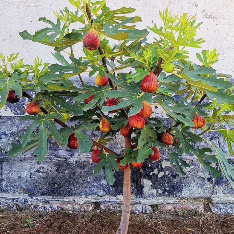 3 cây cảnh đổi vận, trồng trong vườn chiêu tài dẫn lộc, ban công bé mấy cũng trồng được, quả sai trĩu cành - 6