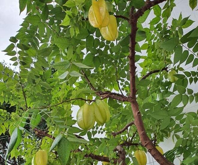 Xem thêm: Tác dụng tuyệt vời của quả khế đối với sức khỏe