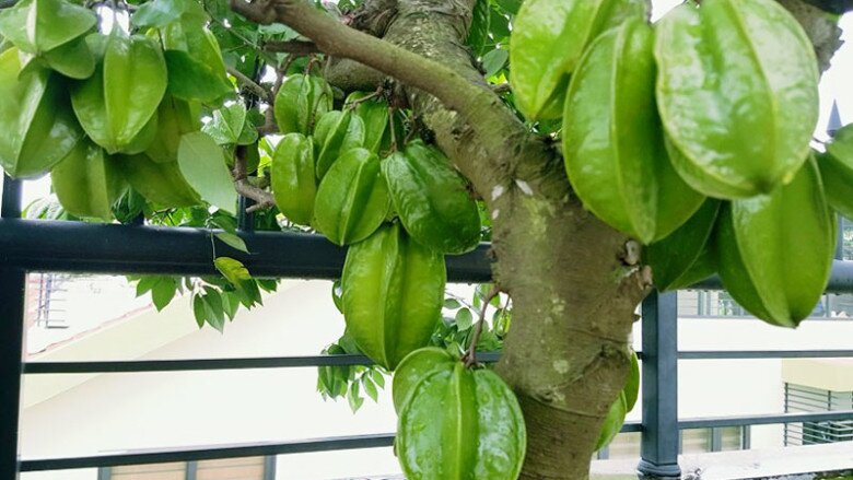 3 cây cảnh đổi vận, trồng trong vườn chiêu tài dẫn lộc, ban công bé mấy cũng trồng được, quả sai trĩu cành - 2