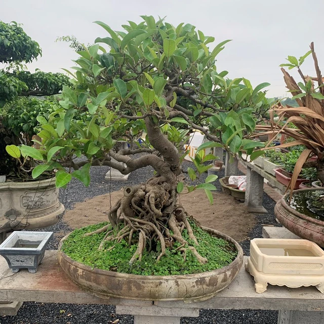 4 cây cảnh báu vật trấn trạch, càng già càng quý, sống cả trăm năm, giúp nhà thêm vượng khí - 1