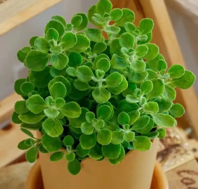 6 loài hoa thơm nhỏ xinh đẹp chẳng kém hoa hồng, trồng một chậu là cả nhà ngát hương, càng gần mùa lạnh càng nên có - 7