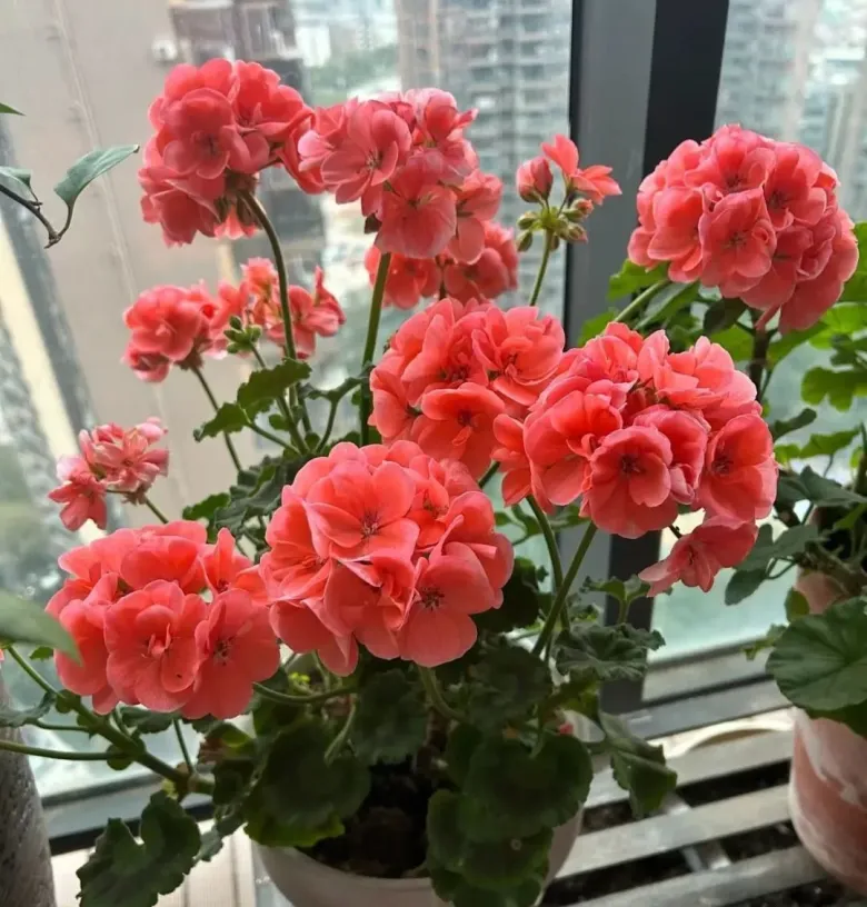 6 loài hoa thơm nhỏ xinh đẹp chẳng kém hoa hồng, trồng một chậu là cả nhà ngát hương, càng gần mùa lạnh càng nên có - 9