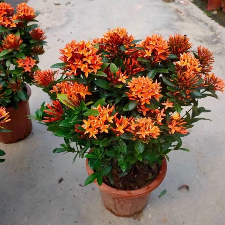 6 loài hoa nở quanh năm như amp;#34;máy đẻ hoaamp;#34;, càng nhiều hoa càng vượng khí, lộc lá đầy sân - 3
