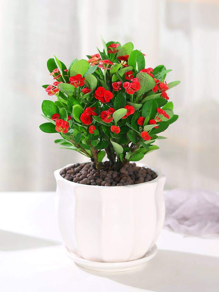 6 loài hoa nở quanh năm như amp;#34;máy đẻ hoaamp;#34;, càng nhiều hoa càng vượng khí, lộc lá đầy sân - 4