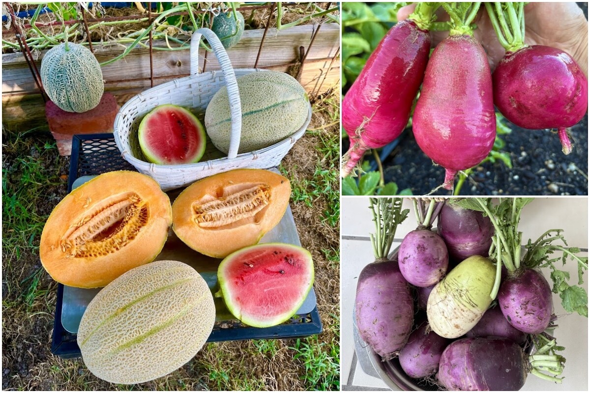 9X Đà Nẵng làm vườn ở Mỹ, trồng đủ rau Việt trên mảnh đất hơn 200m², nhìn quả treo lúc lỉu mà mê - 9