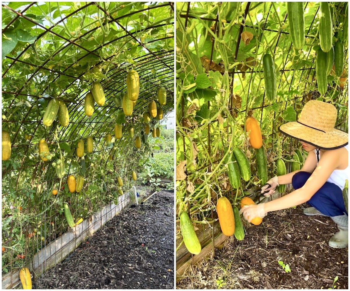 9X Đà Nẵng làm vườn ở Mỹ, trồng đủ rau Việt trên mảnh đất hơn 200m², nhìn quả treo lúc lỉu mà mê - 3