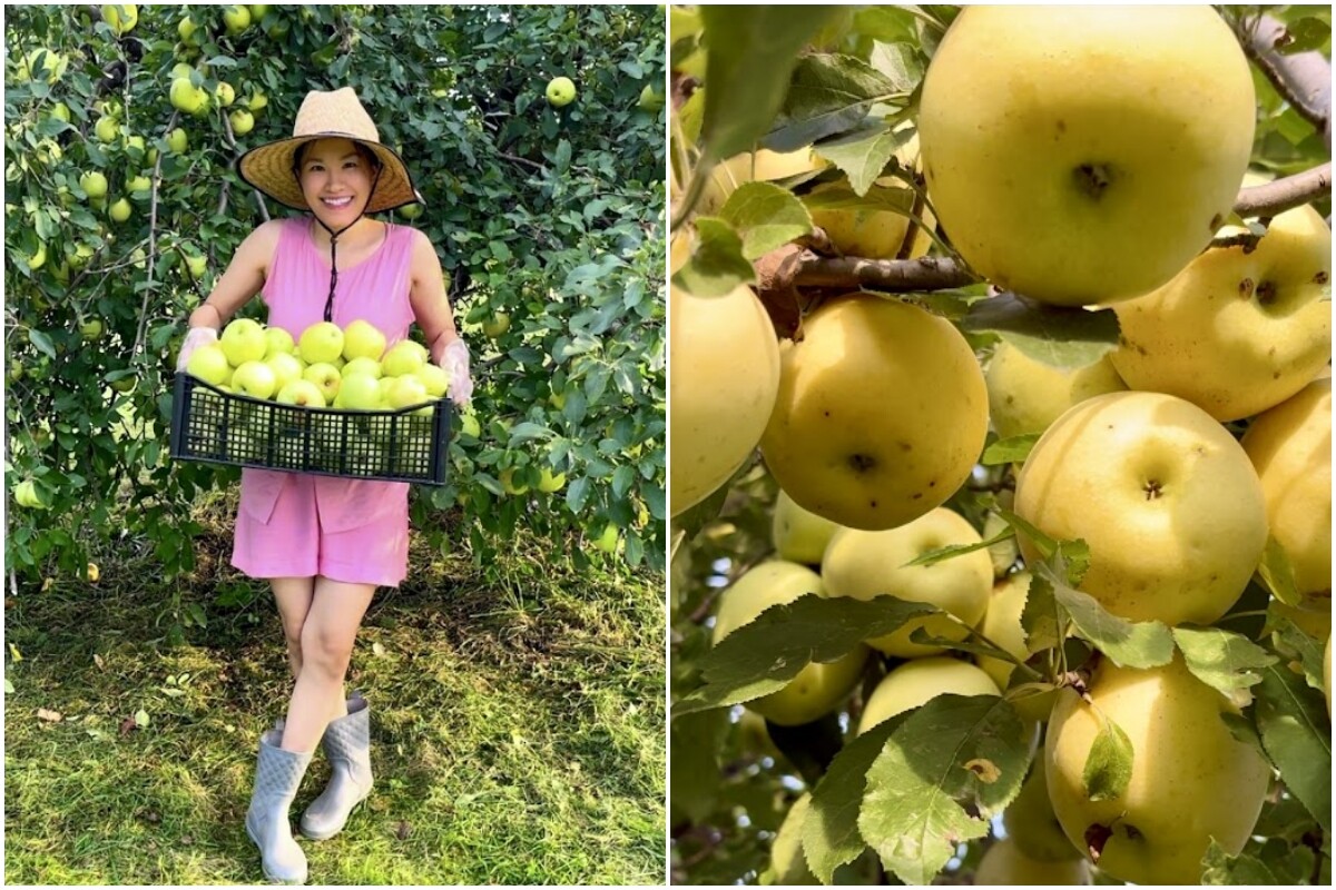 Xem thêm: Chị Trinh thu hoạch rau củ trong vườn nhà