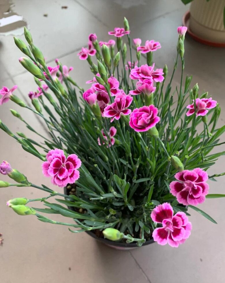 6 loài hoa nở quanh năm như amp;#34;máy đẻ hoaamp;#34;, càng nhiều hoa càng vượng khí, lộc lá đầy sân - 6